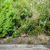 Plants: image 113 Of 208 Thumb